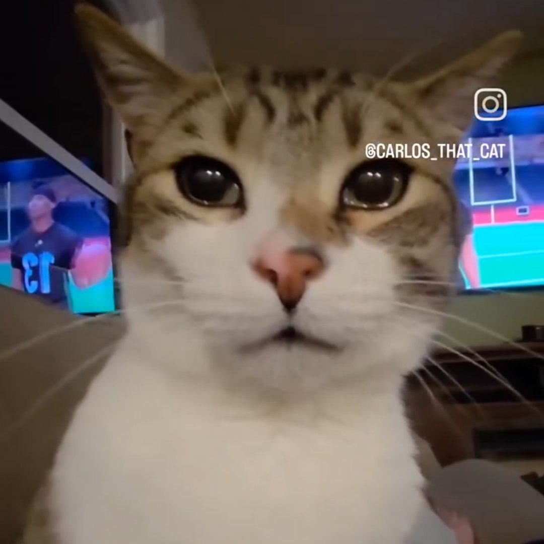 🦷 monika | semi-ia & rt-heavy tweet media