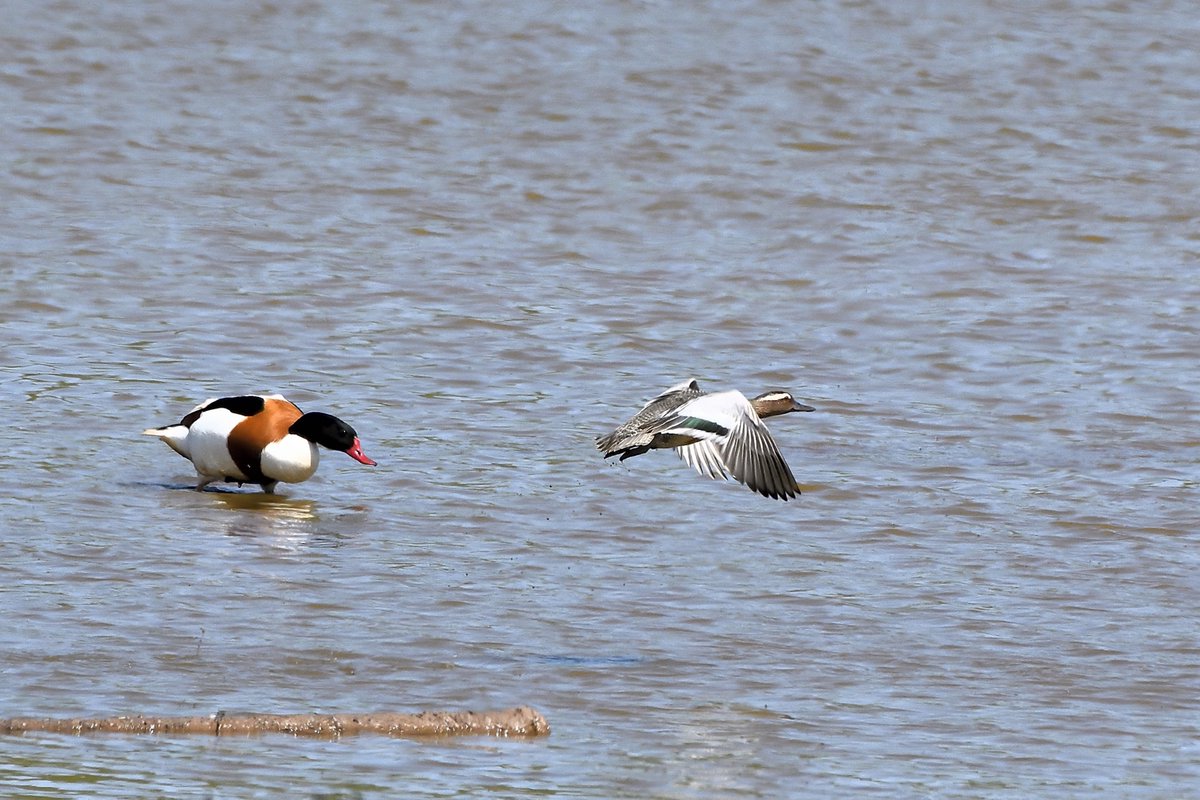 The pair of Garganey at South Huish were constantly being harassed by this female Shelduck .