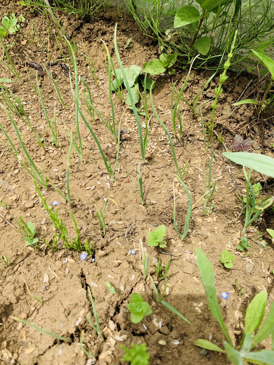 今日の畑
間引き移植したカボチャが一番元気に育ってました😂種まきした場所がイマイチだったのかも

ニオイスミレが一年越しでやっと畝の斜面で葉が茂ってきました。長かった

越冬したパクチーが開花
育苗中のパクチーは間引き

玉ねぎ　春蒔き育苗中
九条ネギやワケギよりも成長が早い😆　#自然栽培
