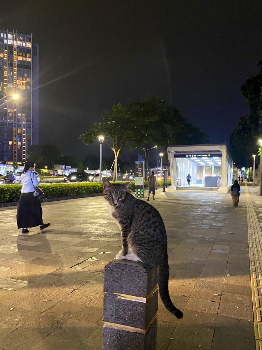 ulfija's tweet photo. "Maaf ya, aku ketinggalan MRT. Tadi abis main sama kucing." https://t.co/g7bUWSvLDC