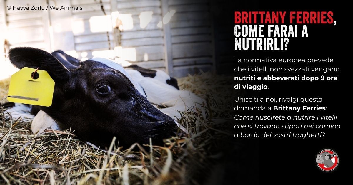 🚢 La compagnia di navigazione <a href="/brittanyferries/">Brittany Ferries</a> ha ripreso il crudele trasporto di animali vivi. 

🐄 Fra gli animali trasportati ci sono anche vitelli non svezzati, che rischiano di passare troppe ore senza né cibo né acqua.

📣 Protesta con noi ➡ t.ly/CATTW_IT0525