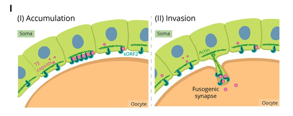 preLights (@prelights) on Twitter photo Blurring the lines between retrotransposons & viruses! sORF2 enables envelope-independent, direct transmission of retrotransposons challenging our understanding of mobile genetic elements.
#preLight from Ally Simpson & Alyss Humphrey <a href="/ImmunobiologyUA/">UAZImmunobiology</a> !
👉prelights.biologists.com/highlights/dir… Blurring the lines between retrotransposons & viruses! sORF2 enables envelope-independent, direct transmission of retrotransposons challenging our understanding of mobile genetic elements.
#preLight from Ally Simpson & Alyss Humphrey <a href="/ImmunobiologyUA/">UAZImmunobiology</a> !
👉prelights.biologists.com/highlights/dir…