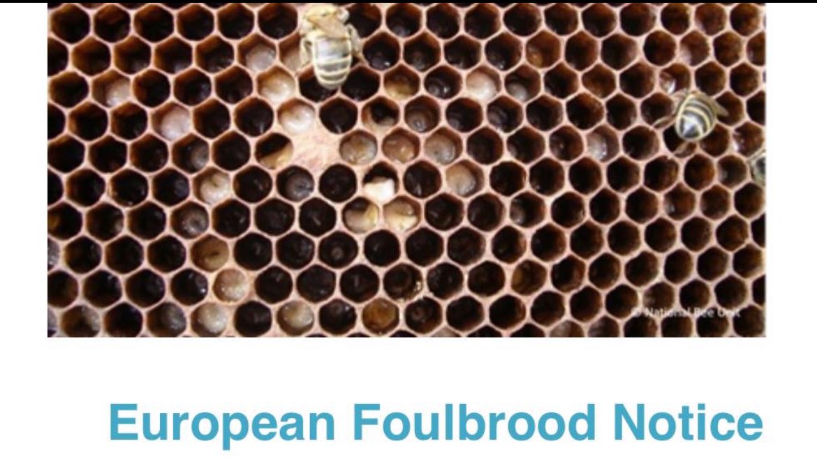 The Scottish Government Bee Health Team have issued a notice for #beekeepers across #Scotland to inform of an outbreak of European Foulbrood #EFB in Dumfries area.
Please can all beekeepers reminded themselves with the symptoms of foulbrood diseases
gov.scot/publications/f…