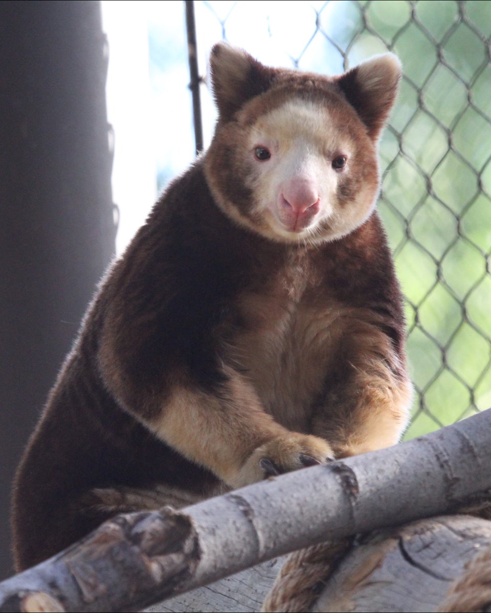 DenverZoo's tweet image. 🌿 It’s Tree Kangaroo Day — a day just for Pearl and Tristan! 🌳 

These two Huon tree kangaroos are part of a Species Survival Plan (SSP) breeding recommendation, a collaborative conservation effort that helps ensure the future of endangered species. Listed as Endangered by the