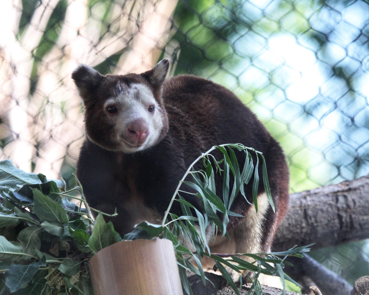 DenverZoo's tweet image. 🌿 It’s Tree Kangaroo Day — a day just for Pearl and Tristan! 🌳 

These two Huon tree kangaroos are part of a Species Survival Plan (SSP) breeding recommendation, a collaborative conservation effort that helps ensure the future of endangered species. Listed as Endangered by the