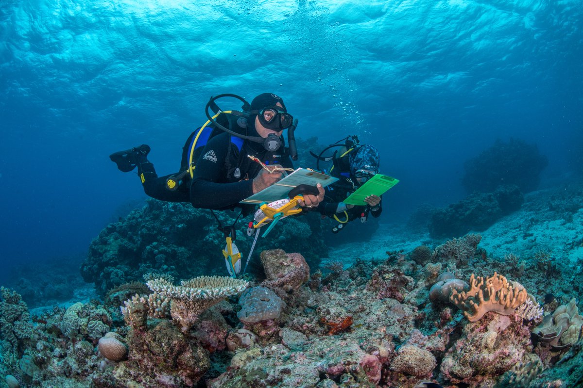 WCS (@thewcs) on Twitter photo We are proud to announce we have been selected as one of the inaugural grantees in the <a href="/BezosEarthFund/">Bezos Earth Fund</a>'s groundbreaking AI Grand Challenge for Climate and Nature.
MERMAID, a WCS initiative, was chosen for its innovative potential and real-world impact. datamermaid.org We are proud to announce we have been selected as one of the inaugural grantees in the <a href="/BezosEarthFund/">Bezos Earth Fund</a>'s groundbreaking AI Grand Challenge for Climate and Nature.
MERMAID, a WCS initiative, was chosen for its innovative potential and real-world impact. datamermaid.org