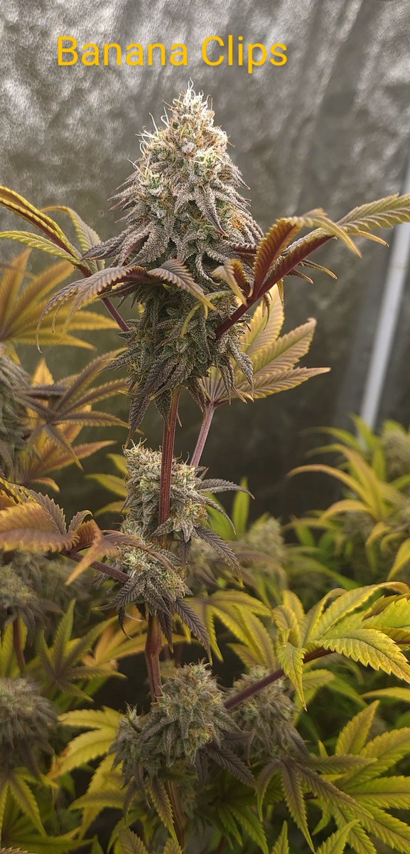 Banana Clips 
Solfire #pot_break 
Wk8