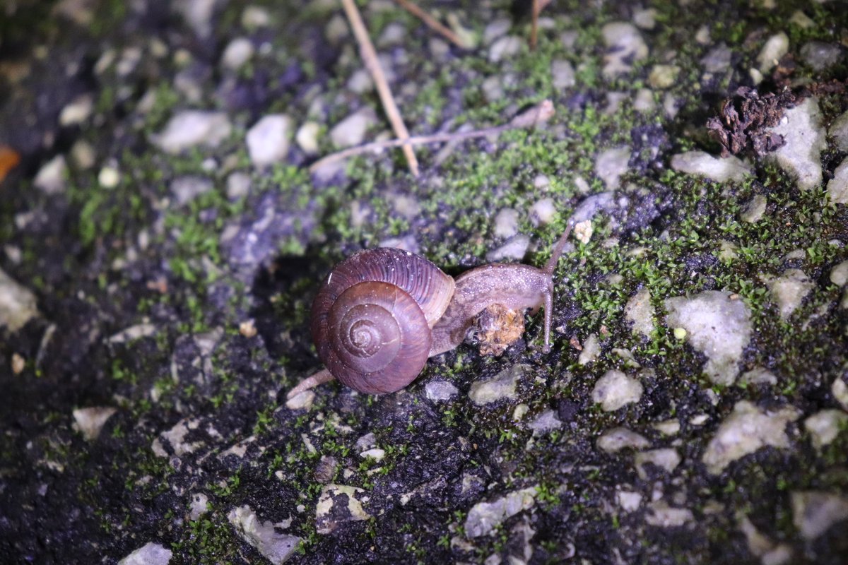 今日も今日とてナイトツアー🐌
たくさんの陸貝を観察できましたよ〜
