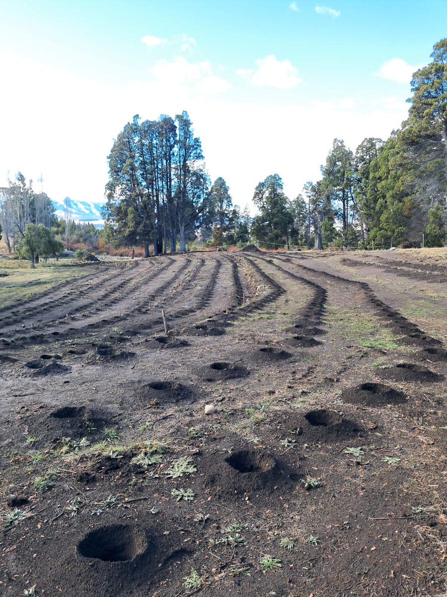 🪻 “Tierra de Brotes” en Trevelin: un nuevo emprendimiento de turismo sustentable con plantación de lavandas, bosque nativo y vistas a la Cordillera. Estará listo para el verano y busca conectar producción y naturaleza.

#TruismoSustentable #Lavanda #Trevelin #CultivoDeLavanda