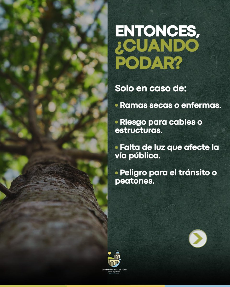 MuniSoto's tweet photo. #MuniAmbiente #MuniServicios - 🌳 ¿Estás pensando en podar tus árboles? Prestá atención a esta información 👇

La poda responsable es fundamental para cuidar la salud de nuestros árboles y el entorno. Por eso, es obligatorio contar con autorización para hacerlo. https://t.co/gAPnnhMj1I
