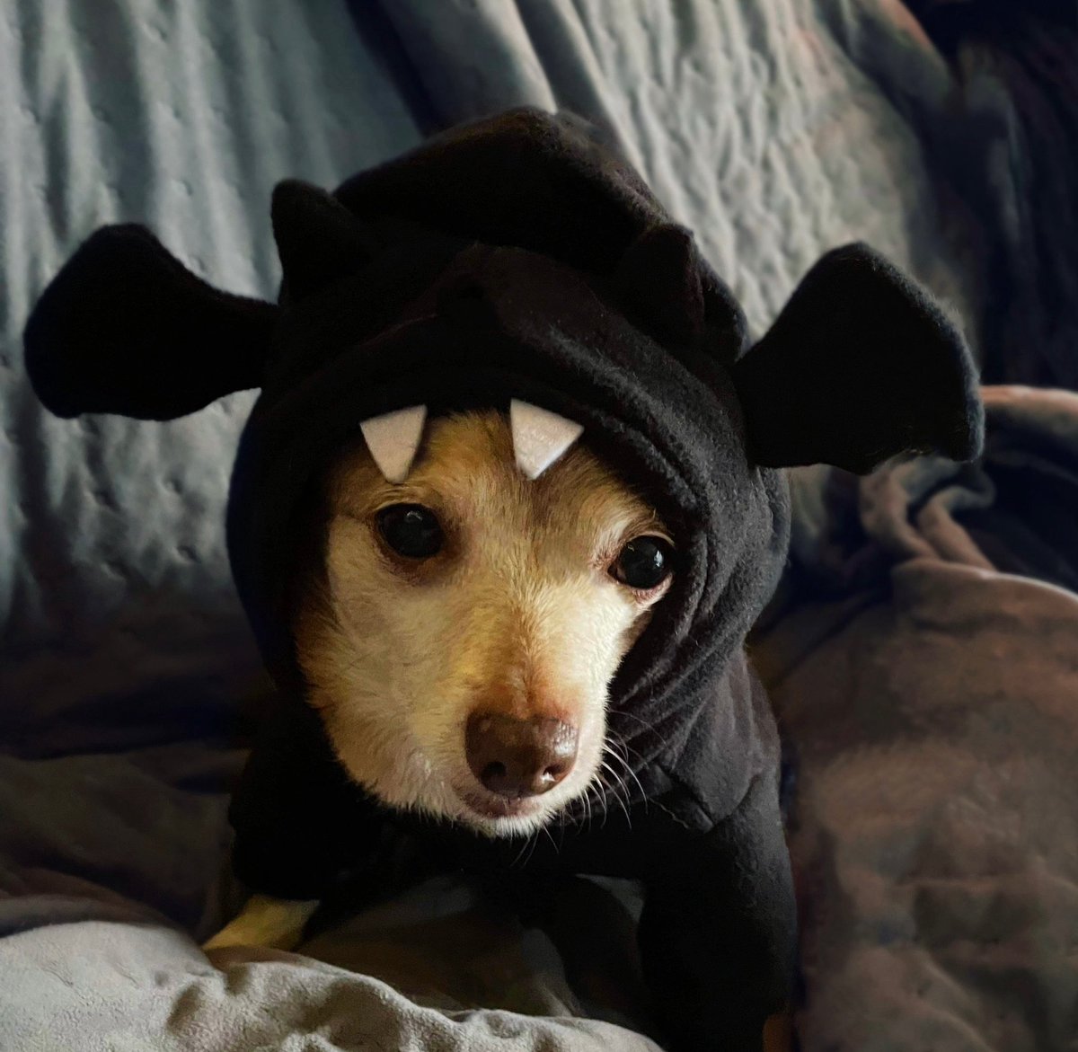 sarahanunn's tweet photo. #DogsWearingHats Collection ~ Posting these as a distraction from reality.
๐ฉ
We are still under a frost-advisory & its cold & windy out. Wiley Coyote is dressing as warmly as he can. I think he rocks his Monster Hoodie.
๐
#WhereTheHellIsSummer #RescueDog #SeniorDog #Chihuahua https://t.co/seal70L2IA