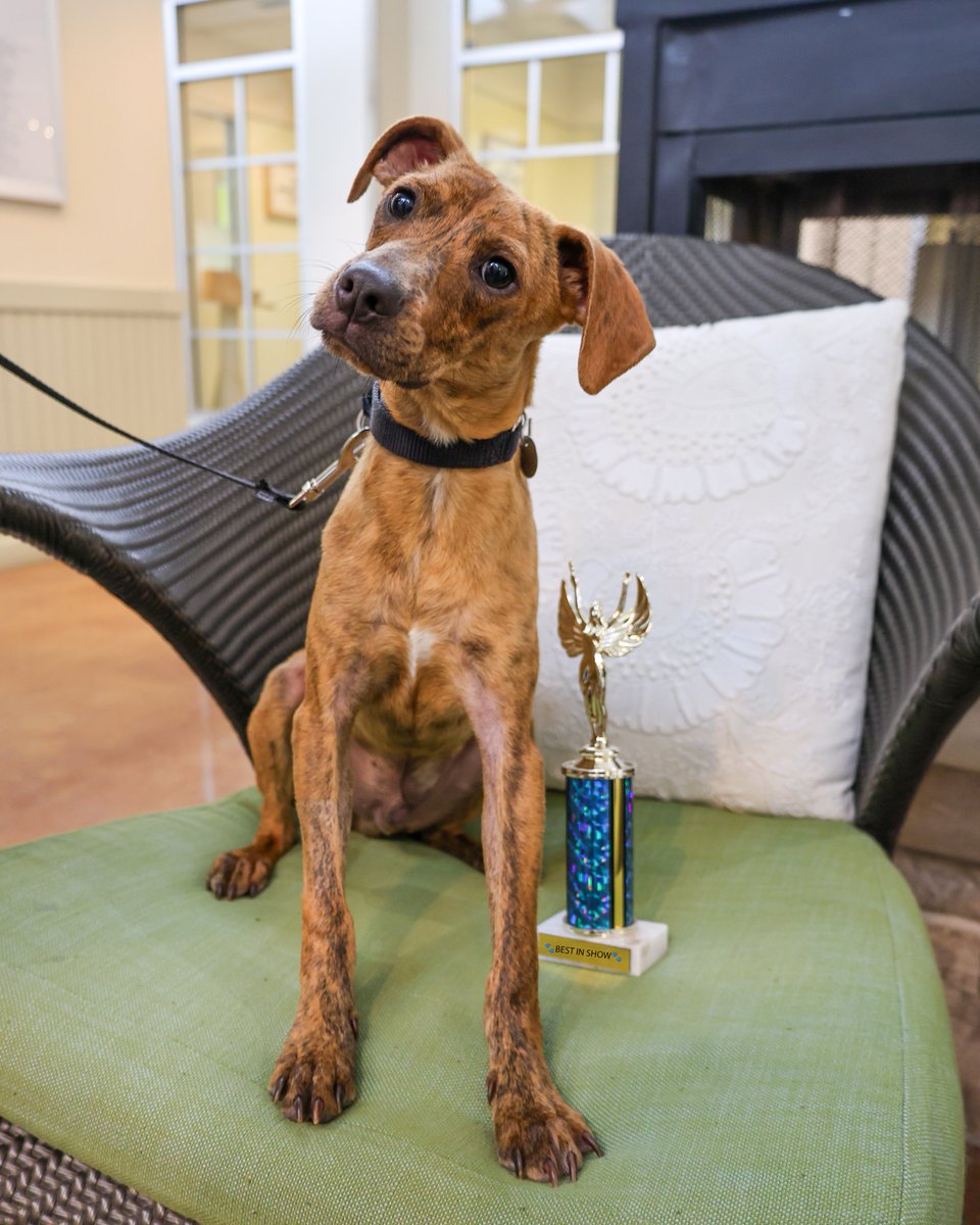 PAWSChicago tweet media