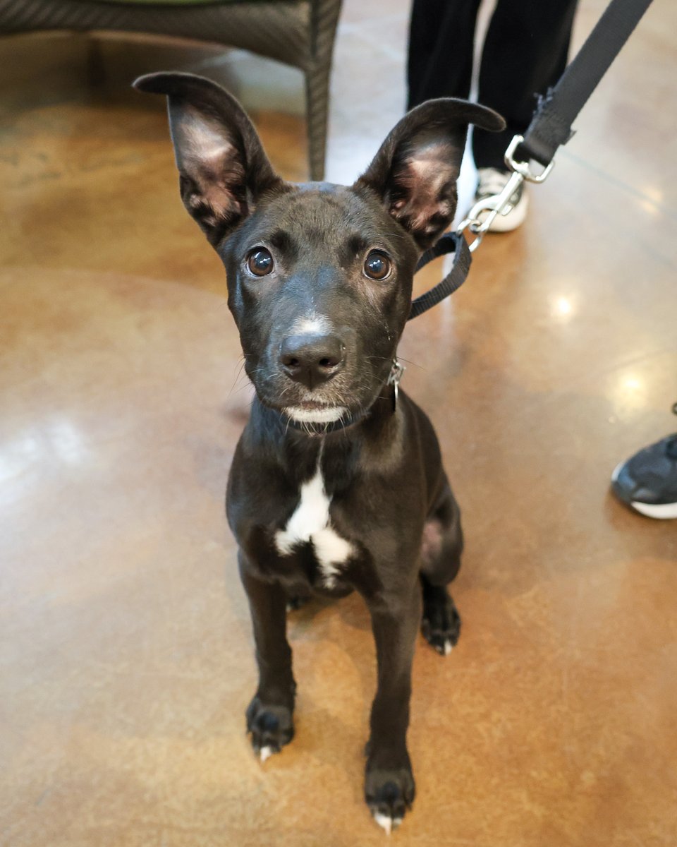 PAWSChicago tweet media