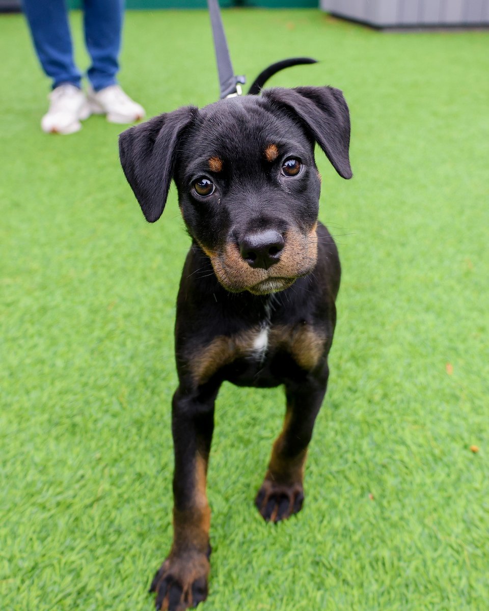 PAWSChicago tweet media