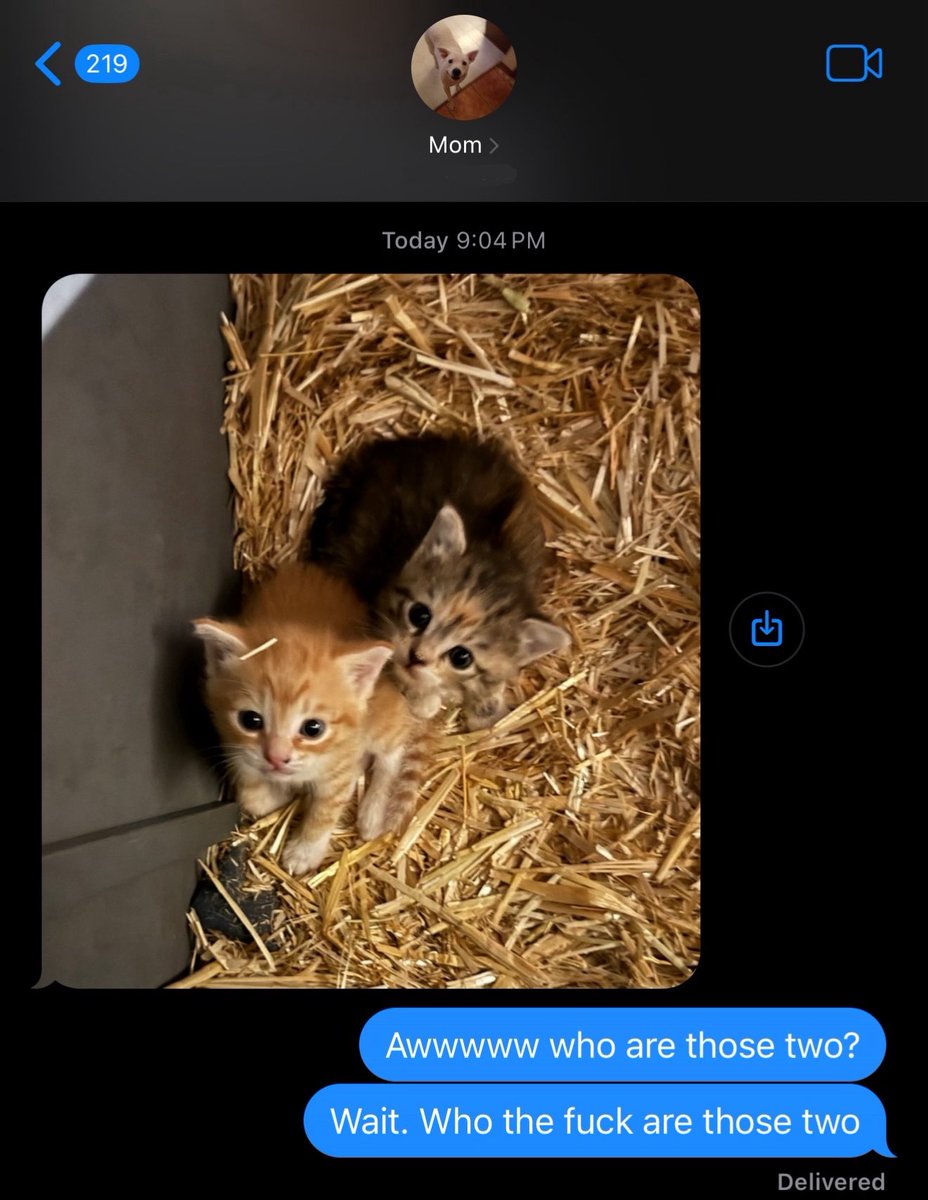 Saturday we took five kittens we were fostering to the local shelter, and last night a different feral cat brought these two motherfuckers outside our house!!