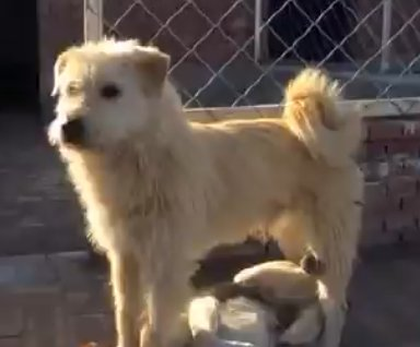 Everybody wants the alpha!! 

So here it is:👑