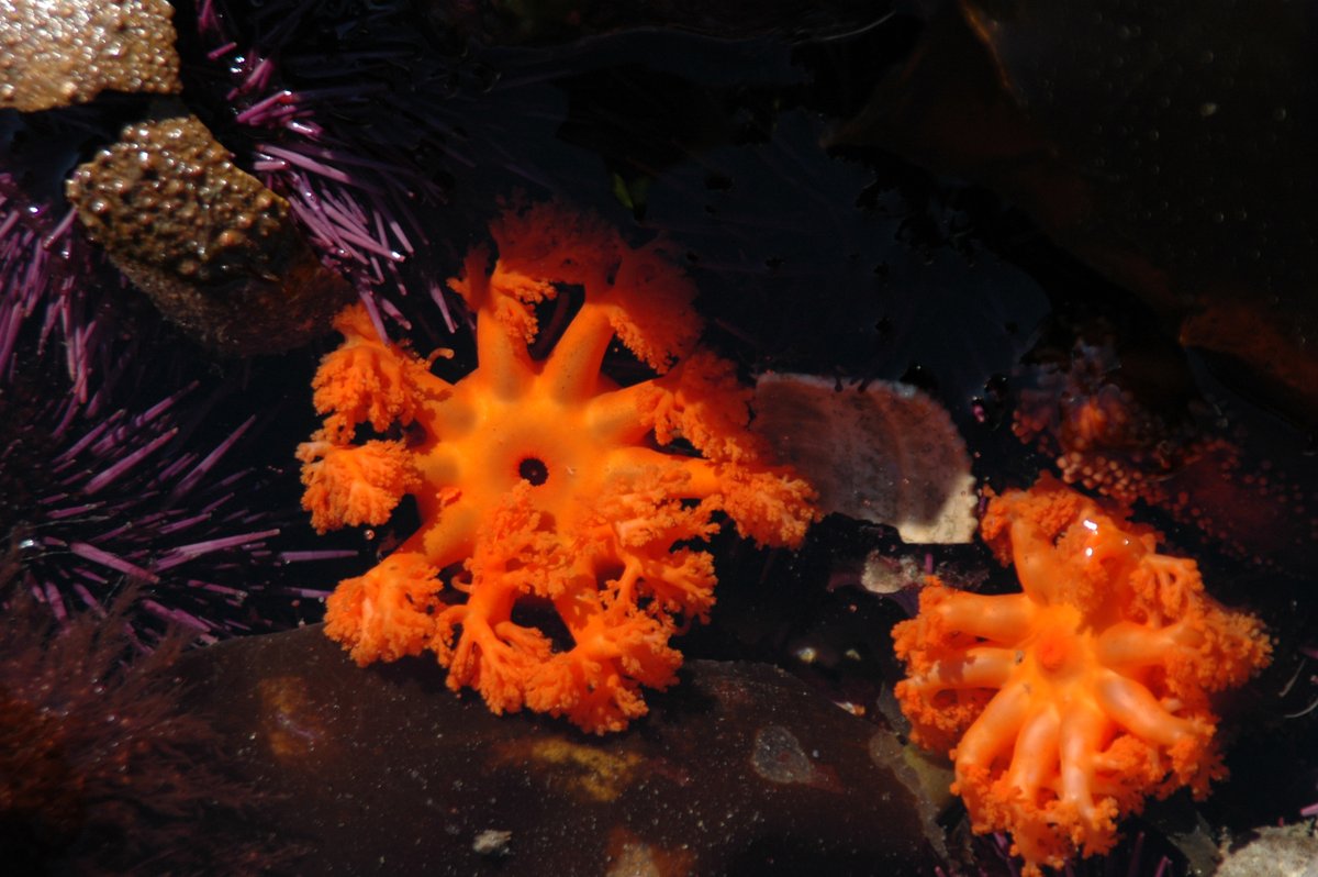 Sea cucumbers aren't considered as pretty as their other echinoderm relatives (sea stars &amp; sea urchins), but we think they are just as cool!  Can’t wait to go tidepooling this spring/summer to spot some feeding or other behaviors <a href="/OlympicCoast/">NOAA's Olympic Coast National Marine Sanctuary</a>!