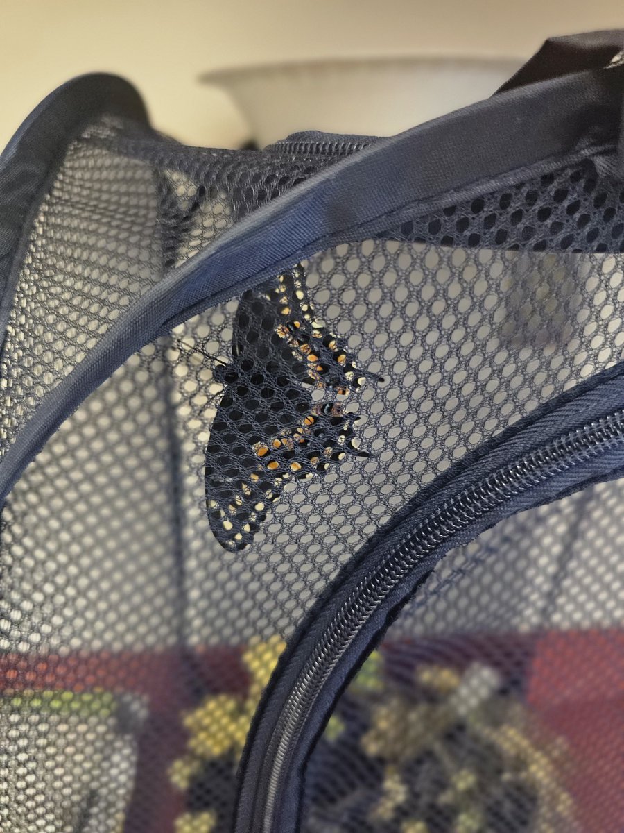 Dr. Lenette Hillian tweet media