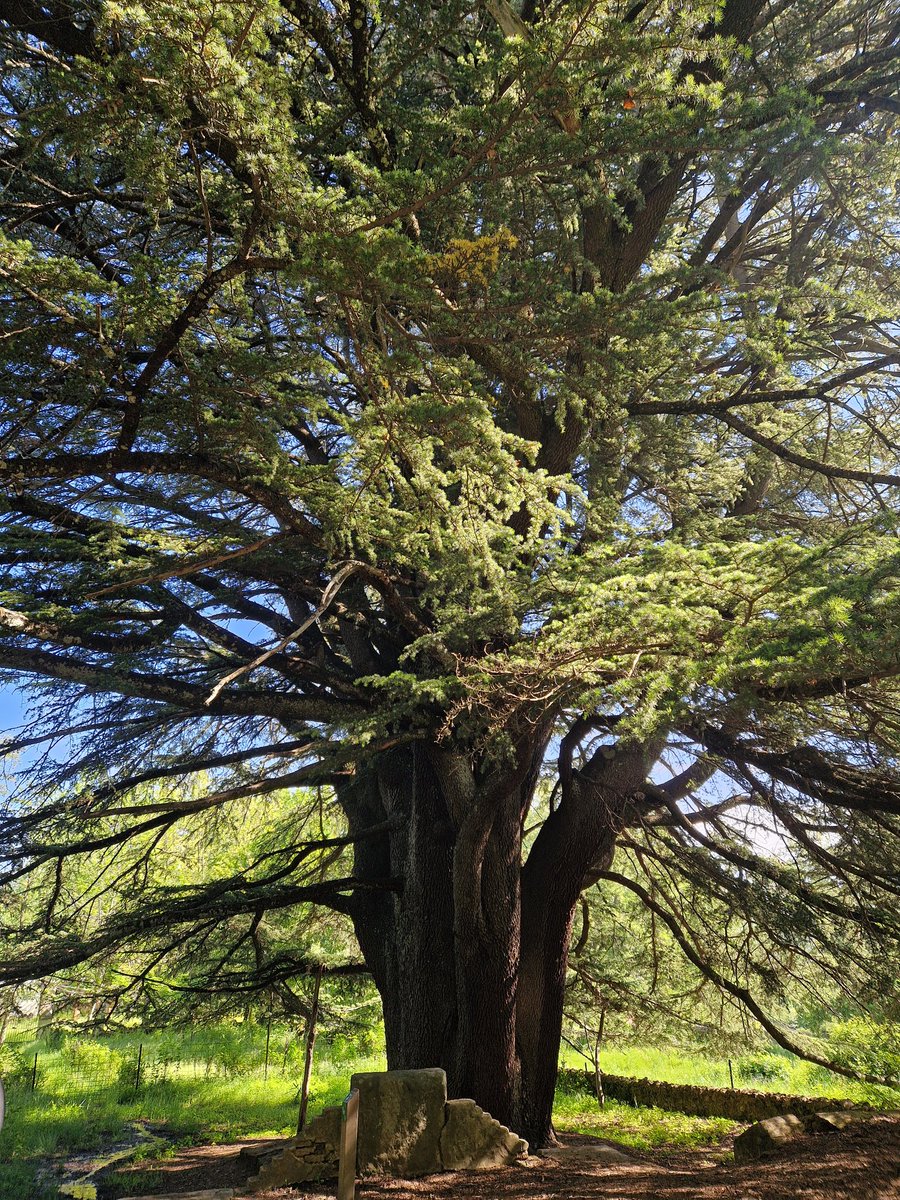 CEIPMARQUÉSDEVALERO tweet media