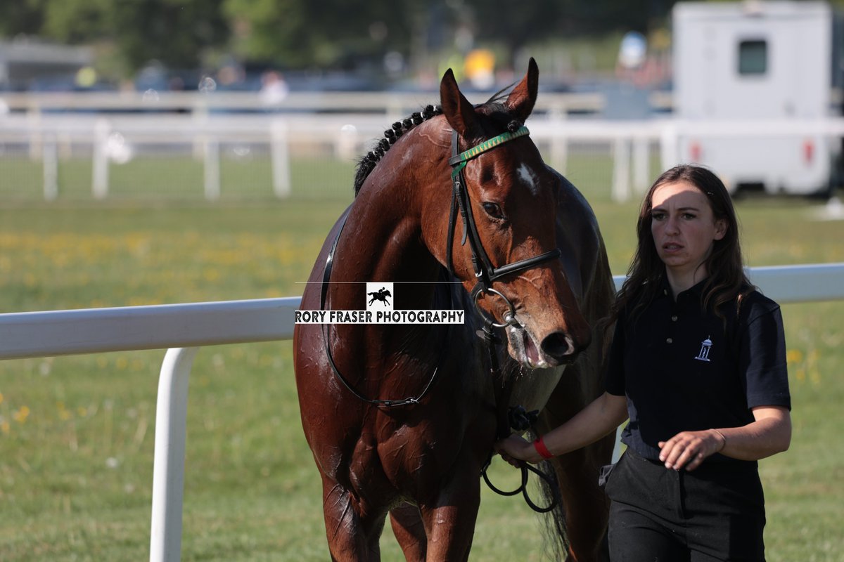 Rory Fraser Photography🤘 (@92roryf) on Twitter photo Fourth at York on Friday in the class two novice (1m), MARSH MEADOW (Raven's Pass x Tea Cup)
Trained by <a href="/adrian_keatley/">Keatley Racing</a>, owned by <a href="/NBradleyRacing/">Nick Bradley Racing</a> and ridden by <a href="/samjock22/">Sam James</a>
A half sister to six time winner Conservant and third on debut on previous start. Fourth at York on Friday in the class two novice (1m), MARSH MEADOW (Raven's Pass x Tea Cup)
Trained by <a href="/adrian_keatley/">Keatley Racing</a>, owned by <a href="/NBradleyRacing/">Nick Bradley Racing</a> and ridden by <a href="/samjock22/">Sam James</a>
A half sister to six time winner Conservant and third on debut on previous start.