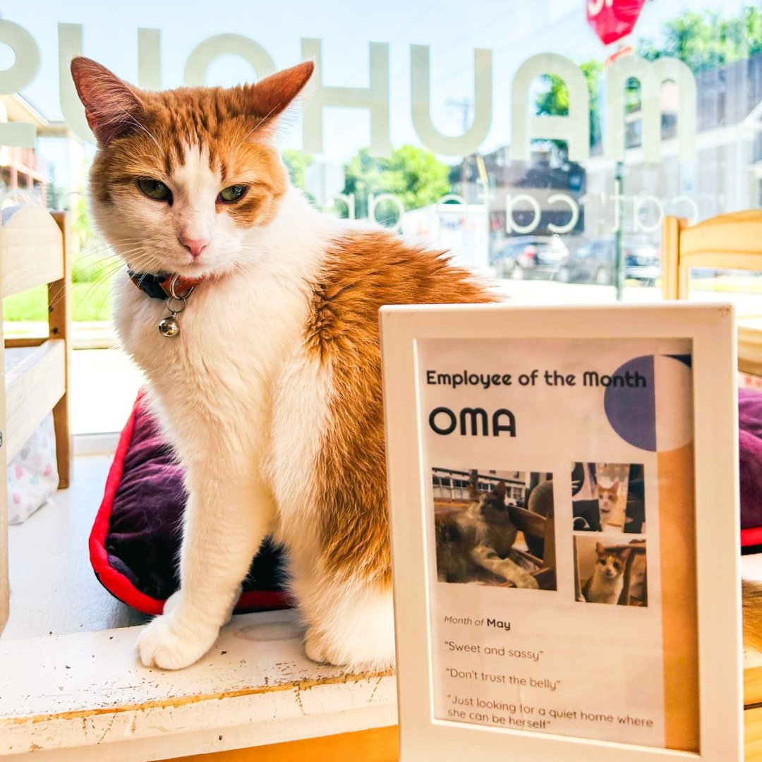 Oma is our Employee of the Month for May! 
Here is what her plaque says about her…
“Sweet and sassy.”
“Don’t trust the belly!”
“Just looking for a quiet home where she can be herself.”
🥰❤️