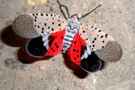 An established presence of the invasive spotted lanternfly has been confirmed in Rockingham County. Initial surveys indicate that the distribution of the pest is concentrated in Reidsville within a 2-mile area.

Learn more below! #NCAgriculture
➡️ loom.ly/RLrA2PI