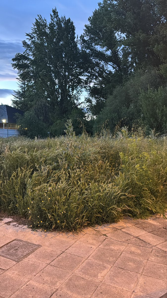janny_ou's tweet photo. Tenemos enfrente de casa, todo lleno de espigas, de garrapatas, y en cuanto esto empiece a secar riesgo de incendio. Aquí es donde van nuestros impuestos? Vandalismo, retrovisores, rotos basura que no se recoge durante semanas… hasta cuando? https://t.co/gHraq8cDan