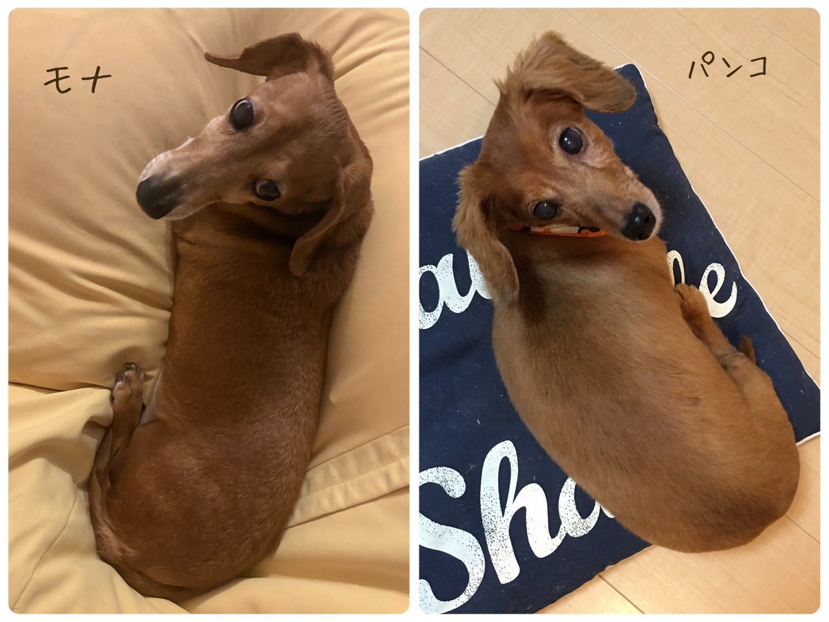 よーこんぶ tweet media