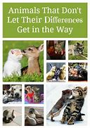 Purring with gratitude for the pawmazing Anipal Community! Each one of yoo makes the world a better place! Thanks for the blessing of your furiendship! #Purrs4Peace PurrpurrPurrpurrPurrpurrPurrpurrPurrpurrPurrpurrPurrpurPurrpurrPurrpurrPurrpurrPurrpurrPurrpurrPurrpurrPurrpurrr