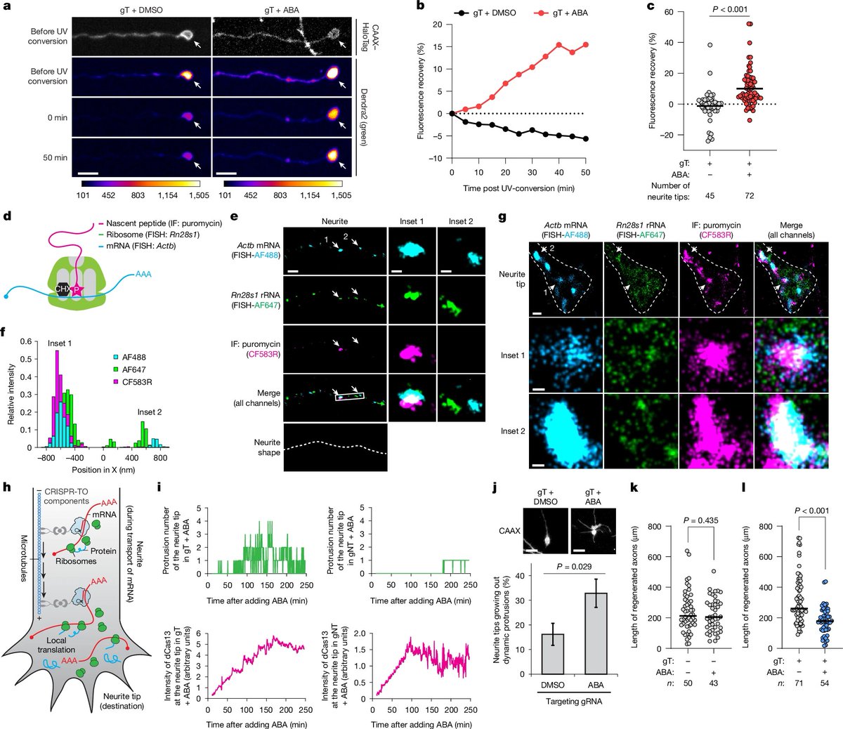 Programmable control of spatial transcriptome in live cells and neurons <a href="/Nature/">nature</a> 
nature.com/articles/s4158…