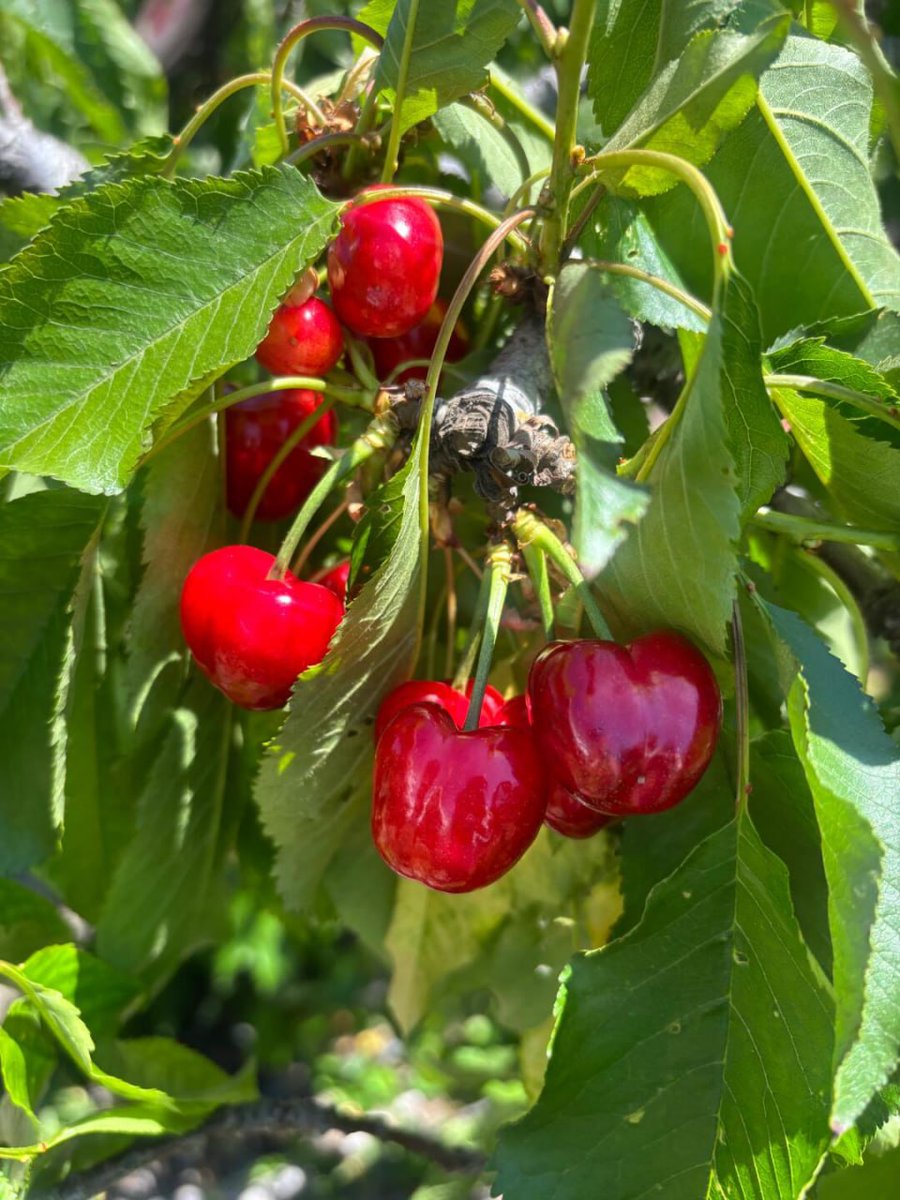 The best cherry picking farm around the Bay Area🍒
Achieve cherry🍒freedom!!
