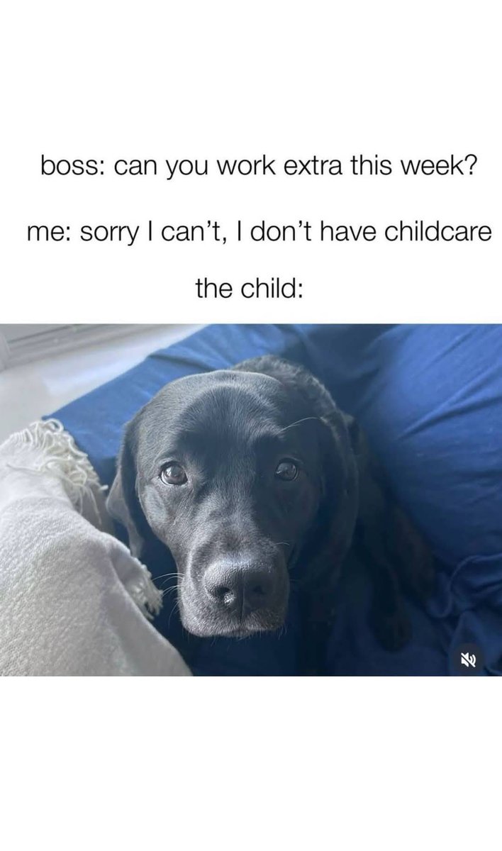 Heckin Good Dogs (@heckingooddogs) on Twitter photo 