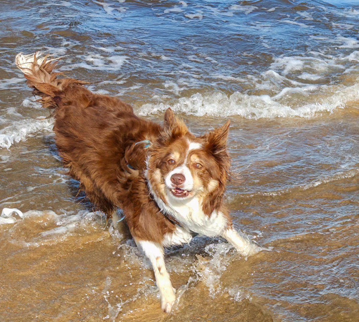 wilsontracey87's tweet photo. Soggy happy collies ❤️ https://t.co/QsFoVBHCBb