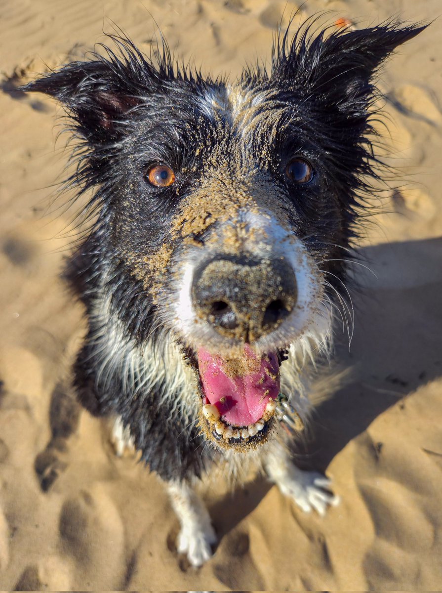 wilsontracey87's tweet photo. Soggy happy collies ❤️ https://t.co/QsFoVBHCBb
