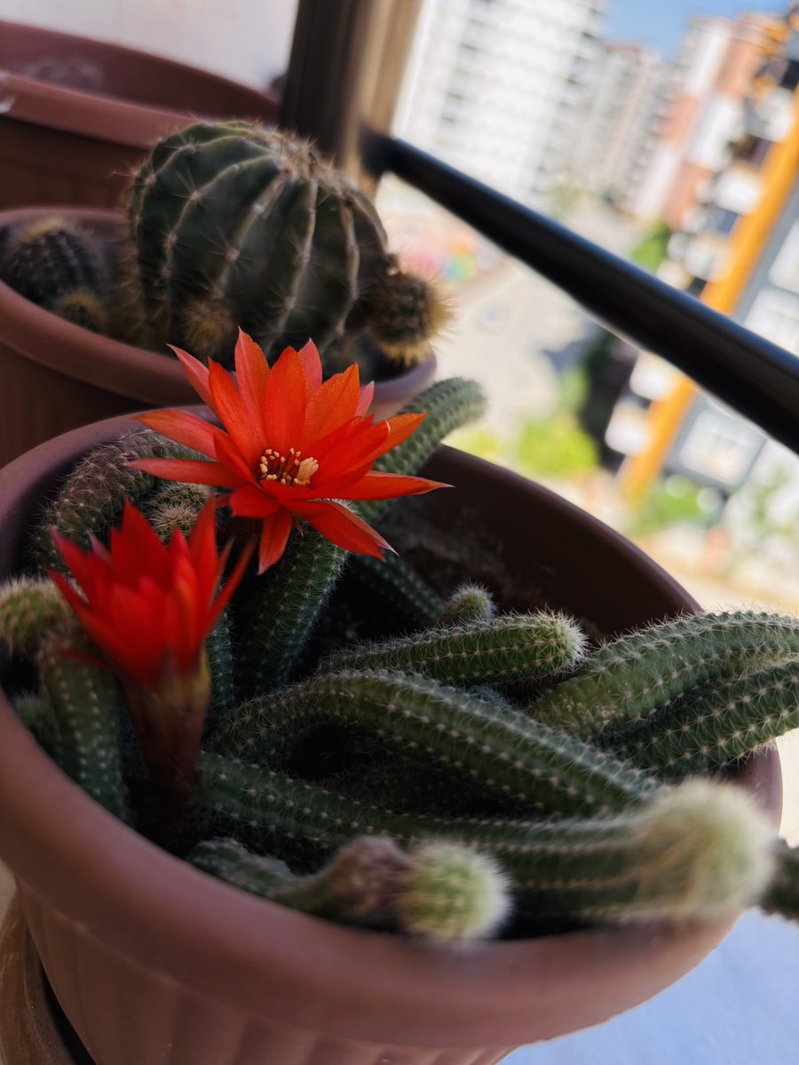 Kaktüsler de çiçek açar