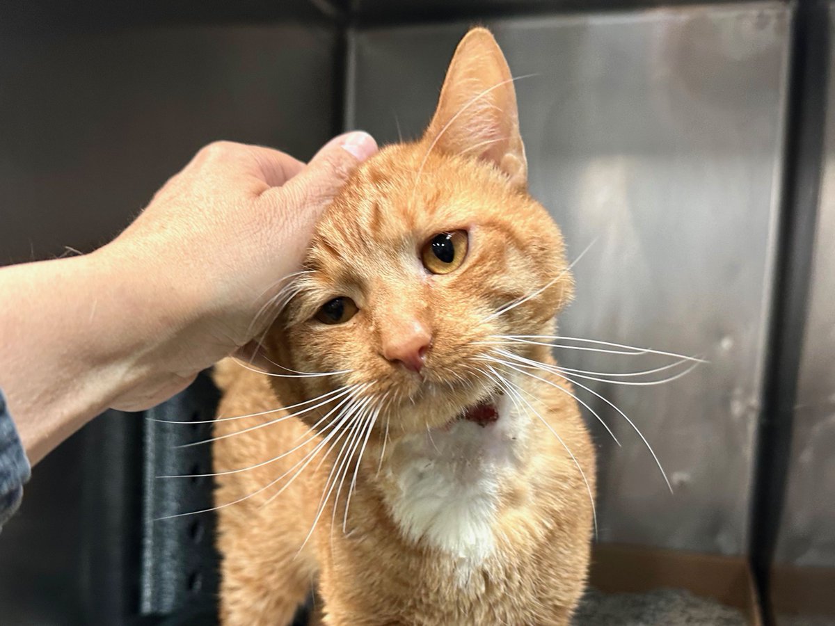 NYC's DEATH ROW CATS tweet media