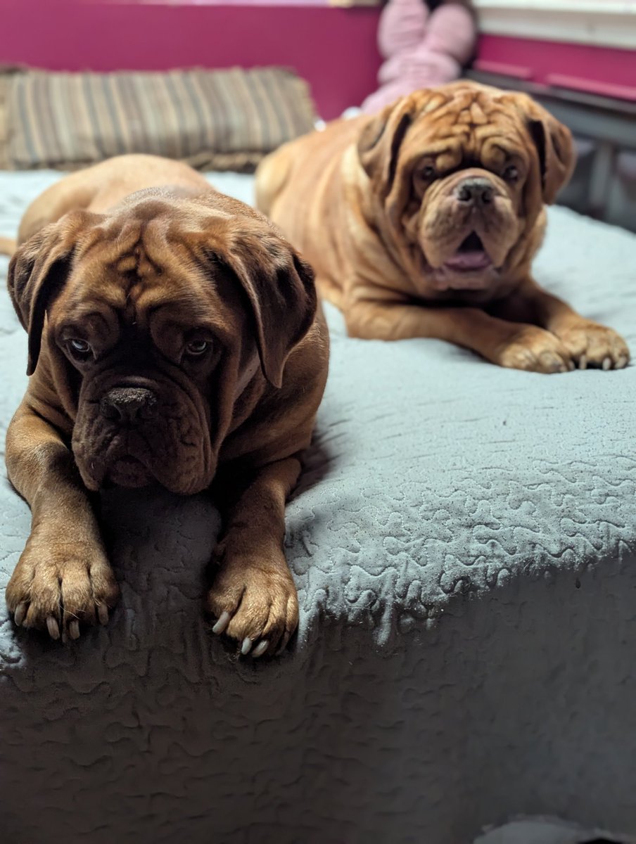 mafia_mastiff's tweet photo. The Mastiff Mafia Bubba and Oscar are relaxing after dinner here in the Pines of Southern Jersey. It was a damp chilly kinda day so we hung out indoors and got put to work on the Honey Do list 😅 Have a great evening my friends.🙌🐾🇺🇸🐾 #BestFriends 
@SeanSean252 https://t.co/TzlGFNNAHu