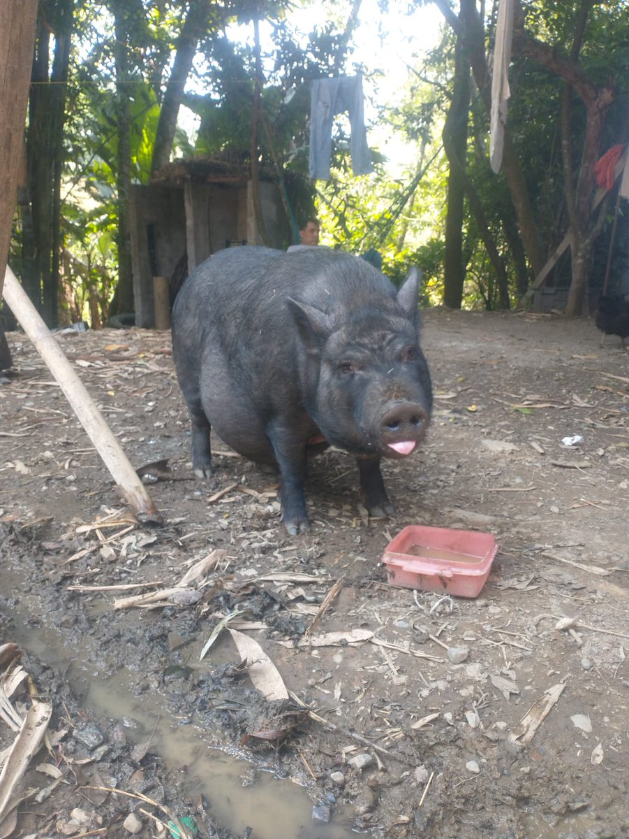 DeideiMora's tweet photo. peppa es guapa https://t.co/BAnetPi1kR