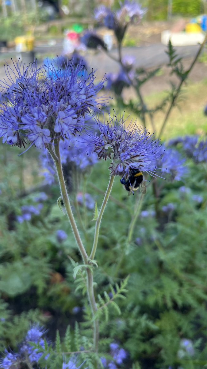 GP_allotment's tweet photo. Lots of happy #bees around the site today.

#allotment #M41 #urmston #sunny https://t.co/L8CncetOOf