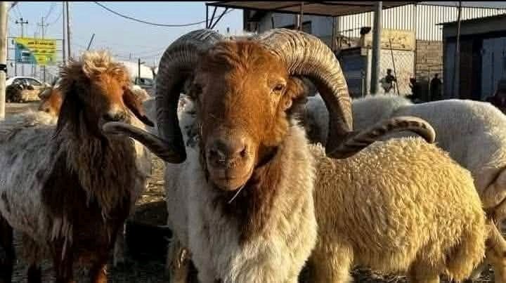 للبيع بألفين جنيه فقط 
بس بسرعه عشان صاحبه قالب عليه الدنيا 😀🤭