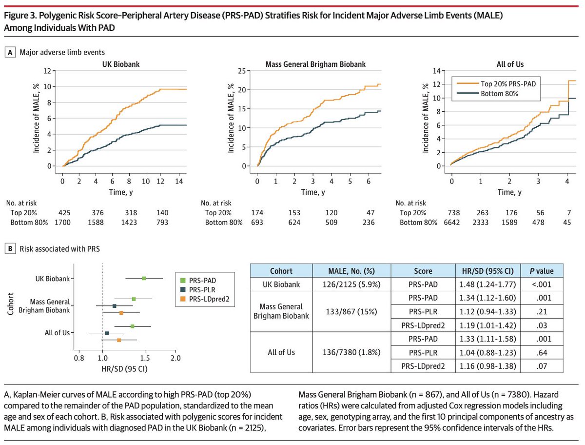 Pradeep Natarajan (@pnatarajanmd) on Twitter photo Our study led by <a href="/AlyssaM_Flores/">Alyssa M. Flores, MD</a> & with <a href="/AniruddhPatelMD/">Aniruddh Patel</a> describes a new peripheral artery disease PRS. Predictive capability for incident PAD is comparable to CKD & DM2. Among those with PAD, it also associates with major adv limb events jamanetwork.com/journals/jamac… <a href="/JAMACardio/">JAMA Cardiology</a> Our study led by <a href="/AlyssaM_Flores/">Alyssa M. Flores, MD</a> & with <a href="/AniruddhPatelMD/">Aniruddh Patel</a> describes a new peripheral artery disease PRS. Predictive capability for incident PAD is comparable to CKD & DM2. Among those with PAD, it also associates with major adv limb events jamanetwork.com/journals/jamac… <a href="/JAMACardio/">JAMA Cardiology</a>