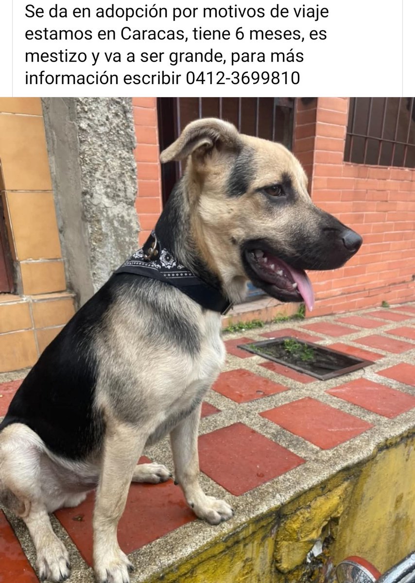 PerroUsuario's tweet photo. Busca una familia amorosa y responsable https://t.co/ja89TN4MAr