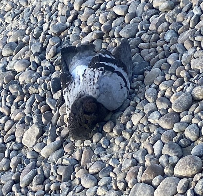 #Comodoro | Crece la preocupación por envenenamiento de perros y muerte masiva de palomas y gaviotas     

Leer más en: elcomodorense.net/crece-la-preoc…