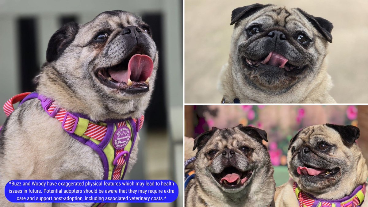RSPCA (England & Wales) (@rspca_official) on Twitter photo Introducing your favourite Toy Story duo - Buzz & Woody! 🤠
This bonded duo have spent the past 9 years together, so we’re hopeful that they’ll find the perfect retirement home where they can enjoy their golden years side-by-side.
Apply to <a href="/RSPCADerby/">RSPCA Derby</a>: bit.ly/3SheSL3 Introducing your favourite Toy Story duo - Buzz & Woody! 🤠
This bonded duo have spent the past 9 years together, so we’re hopeful that they’ll find the perfect retirement home where they can enjoy their golden years side-by-side.
Apply to <a href="/RSPCADerby/">RSPCA Derby</a>: bit.ly/3SheSL3