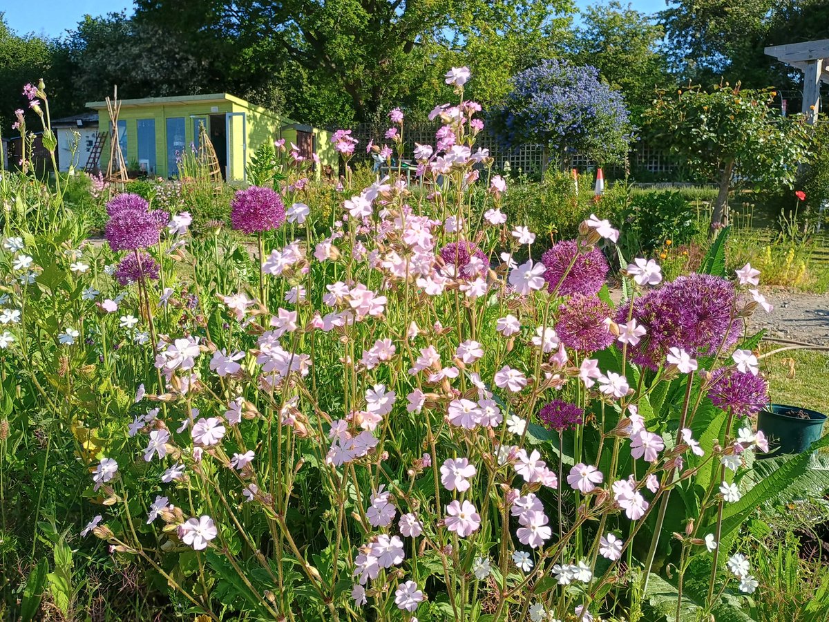 Keeping the gardens hydrated across the farm has been a mammoth task for the horticulture team. We have the kitchen garden, recycled, and sensory gardens as well as an abundance of pots dotted around. Well done team for keeping everything looking so lush ☀️