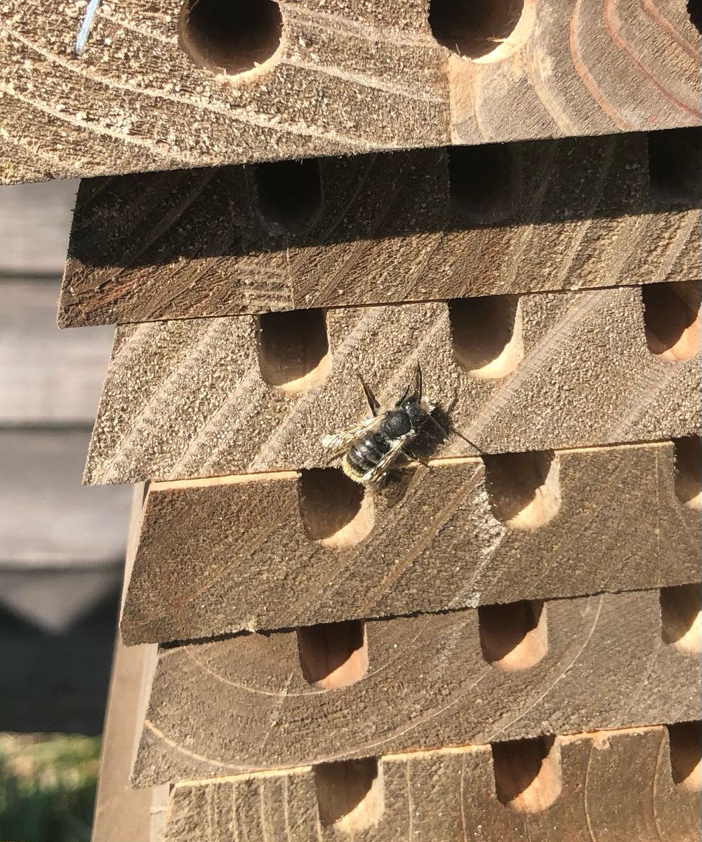 DerrybegFarm's tweet photo. May 20th marked #worldbeeday and #Derrybeg celebrated by launching three brand new beeboxes 🐝🐝🐝with the support of @KildareCoCo community grant scheme.

The new boxes are perfect for lots more egg laying. 
#savethebees🐝 #pollinators #sustainable #celbridge https://t.co/dMO569pk9v