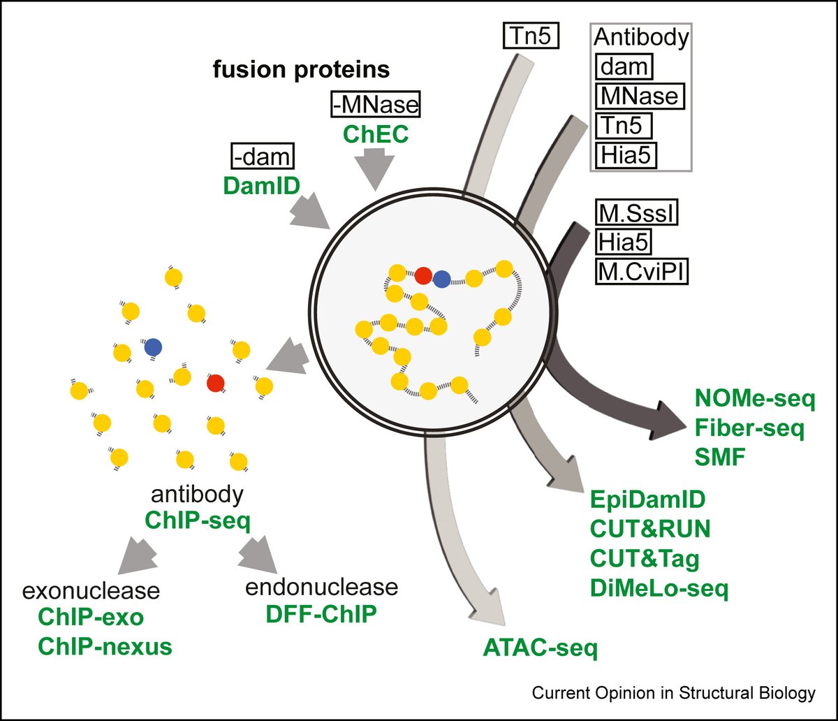 NEW review article from Henikoff and Ahmad about emerging epigenomic mapping technologies to study chromatin regulation. Very comprehensive - great for beginners and experts alike! 
sciencedirect.com/science/articl…