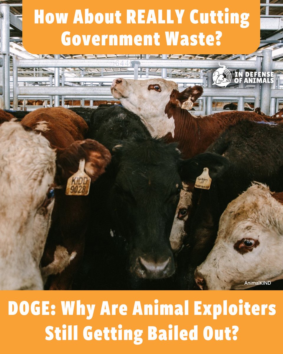 In Defense Of Animals tweet media