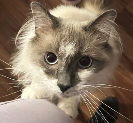 umnVMC's tweet photo. Meet our certified veterinary technician with the neurology service, Hannah Larson! She joined the VMC as a float in June 2024 after graduating from tech school last spring. Hannah has 3 domestic long-haired rescue cats, and loves to craft! 🎨 https://t.co/hiS63owIQK #VMCProud https://t.co/1Ua5Fn5qsK