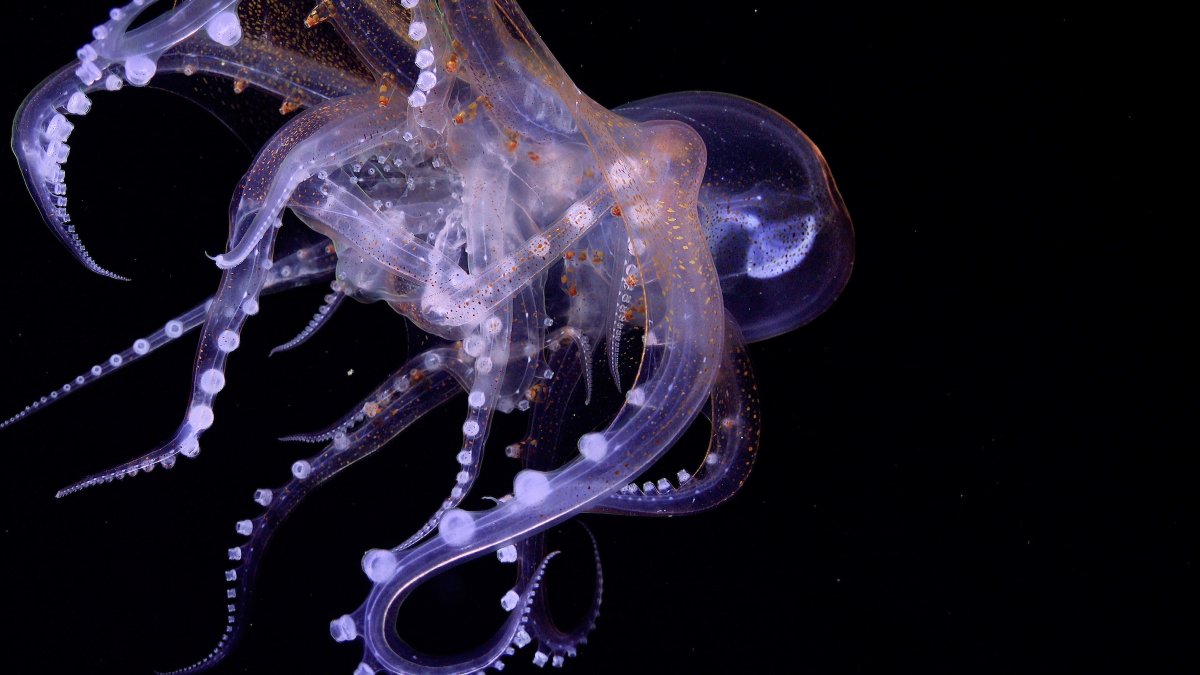 Deep Sea Conservation Coalition (@deepseaconserve) on Twitter photo 🚨 944 marine science & policy experts from 70+ countries have signed a global call to pause deep-sea mining.
The risks to ocean life, climate & biodiversity are too great. More science is needed.
📢 Add your name: seabedminingsciencestatement.org
#DefendTheDeep
📷 <a href="/SchmidtOcean/">Schmidt Ocean</a> 🚨 944 marine science & policy experts from 70+ countries have signed a global call to pause deep-sea mining.
The risks to ocean life, climate & biodiversity are too great. More science is needed.
📢 Add your name: seabedminingsciencestatement.org
#DefendTheDeep
📷 <a href="/SchmidtOcean/">Schmidt Ocean</a>